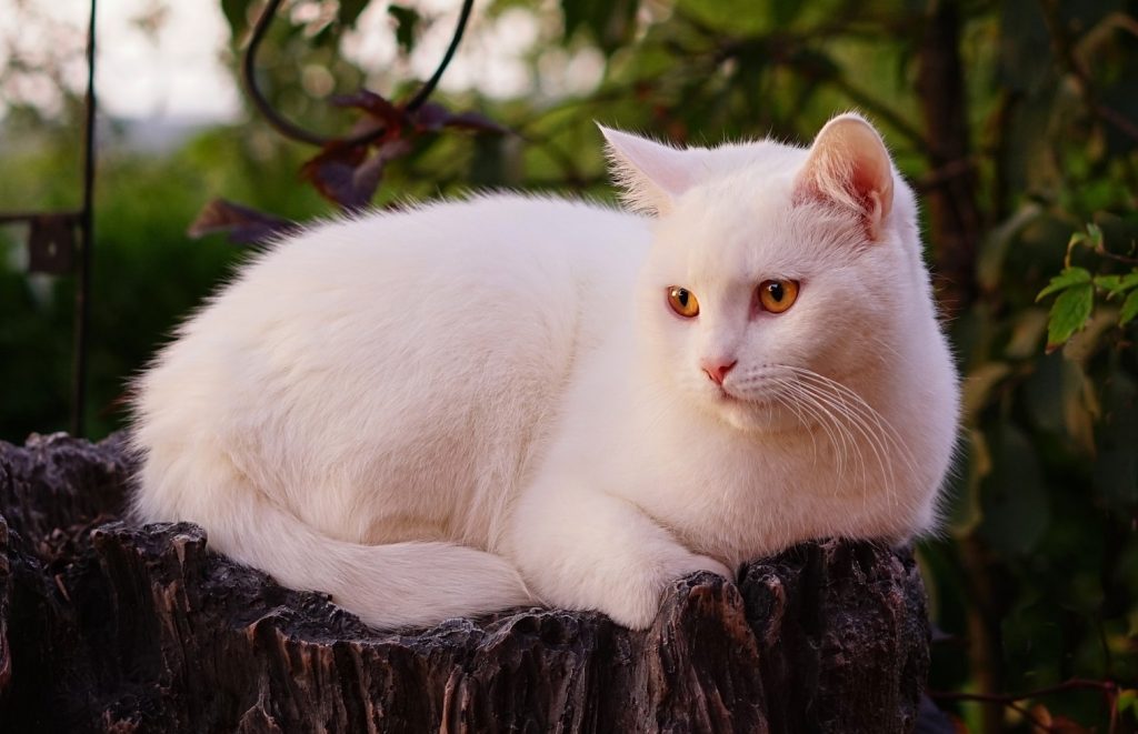 chat adulte british à robe blanche